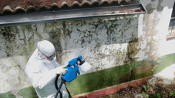 Top rated local Attic Mold Removal specialists in Lexington, MA